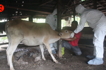 Aceh Barat wajibkan hewan kurban diperiksa 14 hari sebelum Idul Adha
