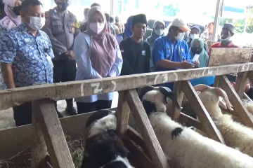 Bupati Irna pantau kondisi lapak hewan kurban