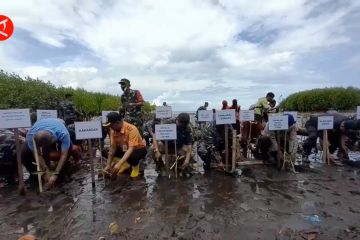 Cegah abrasi, Lanal Ternate tanam ribuan bibit mangrove