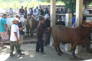 Diterpa PMK, perniagaan hewan kurban di Gunungkidul mengalami kenaikan