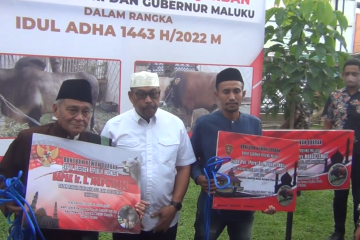 Gubernur Maluku serahkan hewan kurban milik Presiden seberat 850 kg