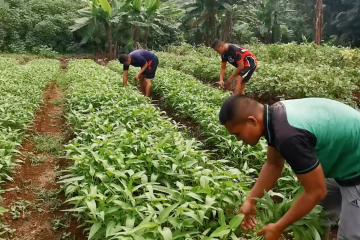 Jaga ketahanan pangan, prajurit Yonif 320 Badak Putih tanam sayuran