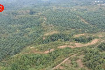 Luas hutan Aceh berkurang 5,49% sejak tahun 2000