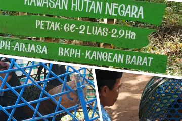 Melacak ayam bekisar yang jadi ikon Jatim di hutan Pulau Kangean