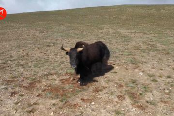 Melihat kemunculan yak liar di dataran tinggi Tibet