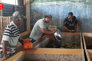 Melirik potensi bisnis ternak jangkrik yang bernilai ekonomi tinggi