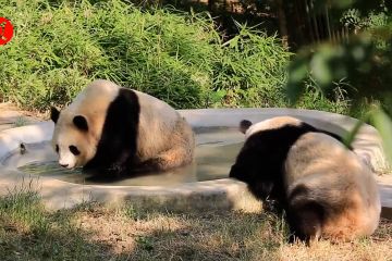Mengintip cara panda raksasa sejukkan tubuh saat musim panas