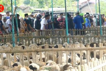 Muslim Singapura bagikan ribuan domba untuk warga Gunungkidul