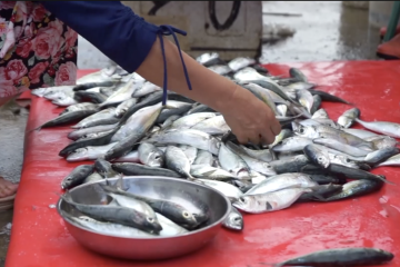 Nilai ekspor ikan Indonesia capai 3 miliar USD di semester I 2022