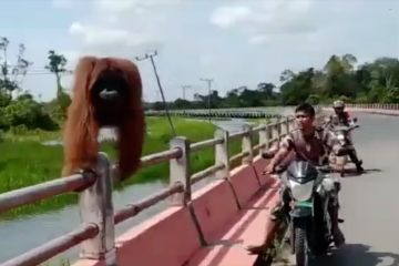 Orangutan yang terjebak di jembatan kini sudah aman di habitatnya