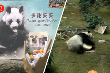 Panda raksasa jantan tertua di dunia mati di Ocean Park Hong Kong