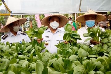 Panen raya perdana sayuran hidroponik di Kota Tangerang