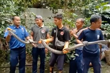 Petugas BPBD Pandeglang evakuasi ular King Cobra sepanjang empat meter