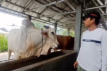 Presiden Jokowi sumbang 34 ekor sapi kurban ke seluruh Indonesia