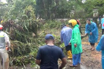 Damkar kota Ambon bersihkan pohon tumbang di 3 lokasi