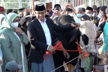 Selain 1 sapi di JIS, Anies juga berikan hewan kurban ke luar Jakarta