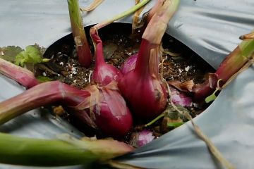 Temanggung datangkan pasokan bawang merah dari Nganjuk dan Brebes