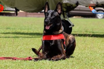 Fungsi strategis Unit K-9 Polda Kalbar