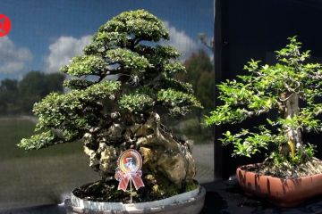 Memperkenalkan seni bonsai di Palangka Raya