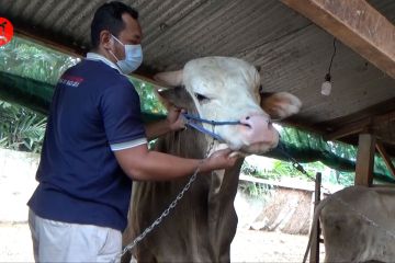 Presiden Jokowi salurkan satu ton sapi kurban ke Sulawesi Tenggara