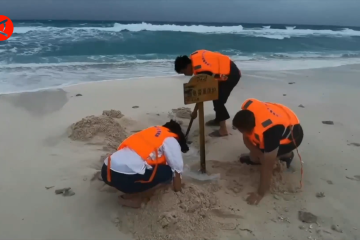 Rusak akibat Topan Chaba, sarang penyu di China selatan direlokasi