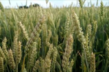 Rusia akan pasok rekor tertinggi volume panen gandum ke pasar dunia