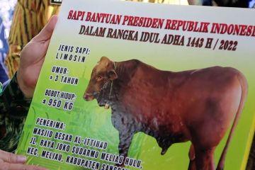 Sapi kurban jenis limosin dari Presiden untuk warga Sanggau