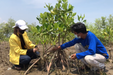 Revitalisasi mangrove untuk kurangi dampak perubahan iklim