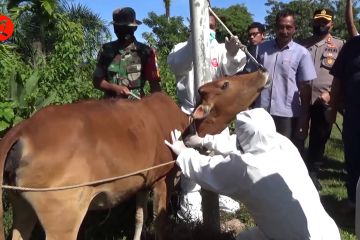 Vaksinasi PMK di Banda Aceh sudah dimulai, target 500 ekor sapi
