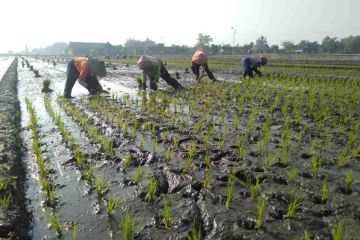 Perusahaan agribisnis targetkan kemitraan 1.000 ha padi di luar Jawa