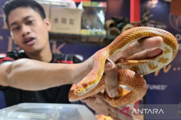 Aneka reptil lokal dan impor dipamerkan di Serpong Banten