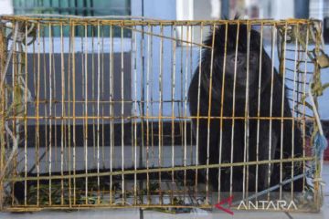28 hewan dilindungi berhasil dievakuasi BBKSDA Jabar Januari-Juni 2022