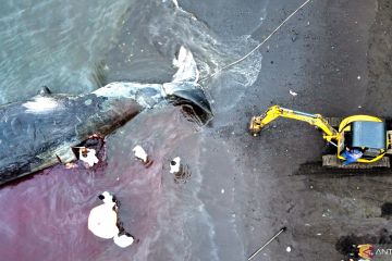 Paus mati di Teluk Osaka ditenggelamkan di lepas pantai