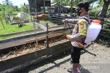 Pelaku usaha: vaksin PMK bantu tekan biaya operasional