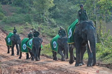 Mitigasi konflik gajah Sumatera di Tebo