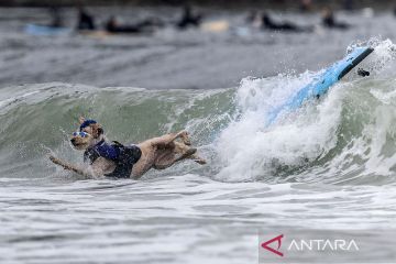 Uniknya aksi anjing bermain "surfing" di laut