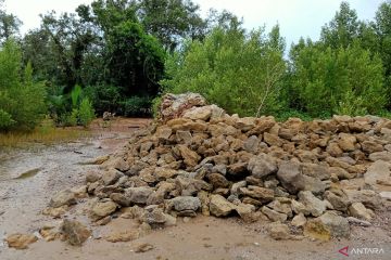 Abrasi di wilayah pesisir Penajam Paser Utara butuh penanganan serius