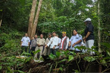 BKSDA Kalbar lepas liarkan burung kacer di Gunung Poteng Singkawang