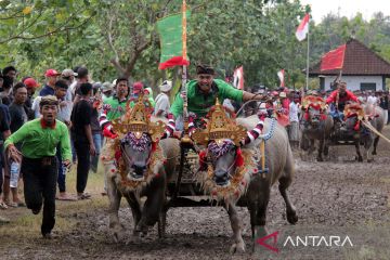 Tradisi pacuan kerbau Makepung di Jembrana Bali