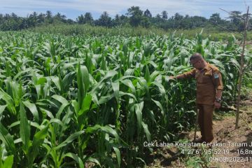 Dinstan Aceh Jaya kembangkan  7.614 hektare jagung pada 2022