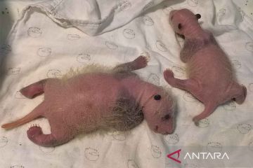 Kelahiran bayi panda kembar di Kebun Binatang Chongqing