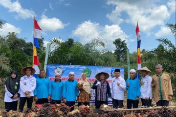 Kemenag panen kelapa sawit Program Inkubasi Wakaf Produktif di Babel