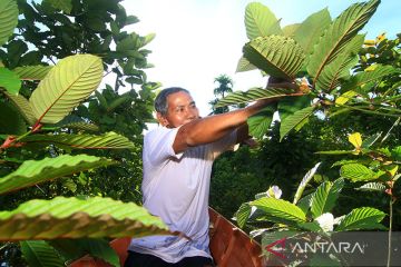 Teten: Kratom punya potensi ekonomi luar biasa bagi petani-masyarakat