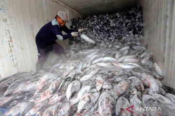 KKP rayakan kemerdekaan dengan ekspor 2.533 kg Tuna Papua ke Jepang