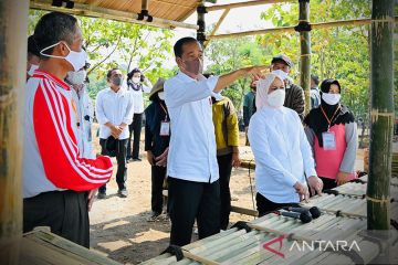 Presiden Jokowi ajak manfaatkan lahan pekarangan untuk tanam cabai