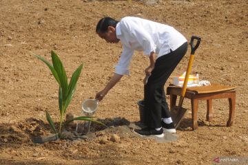 Presiden Jokowi: Siapkan industrialisasi kelapa genjah