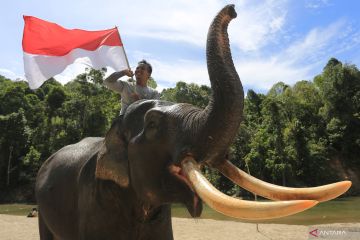 Pengibaran bendera bersama gajah sumatera