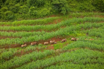 Gajah Asia catatkan peningkatan kelahiran di China