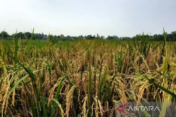 BPS perkirakan produksi padi nasional meningkat 2,29 persen pada 2022