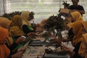 Lampung siap ekspor 10.500 tanaman hias untuk pertama kali ke Turki